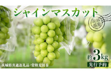 【 先行予約 】茨城県産 シャインマスカット 約 3kg 4房入り ( 茨城県共通返礼品 : 常陸太田市 )【 2025年 9月中旬頃より発送 】 シャインマスカット フルーツ ぶどう 葡萄 ブドウ マスカット 果物 期間限定 数量限定