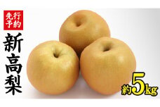 《 先行予約 》 茨城県産 梨 新高 （ 約5kg ） 【 2025年 9月中旬頃より発送開始 】  にいたか ニイタカ フルーツ 果物 なし ナシ 旬 新鮮 旬 期間限定 国産