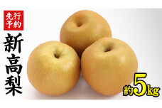 《 先行予約 》 茨城県産 梨 新高 （ 約5kg ） 【 2025年 9月中旬頃より発送開始 】  にいたか ニイタカ フルーツ 果物 なし ナシ 旬 新鮮 旬 期間限定 国産