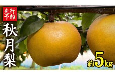 《 先行予約 》 茨城県産 梨 秋月 （ 約5kg ） 【 2025年 9月上旬頃より発送開始 】 あきづき アキヅキ フルーツ 果物 なし ナシ 旬 新鮮 旬 期間限定 国産