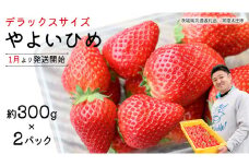 【 先行予約 】 やよいひめ ( 2パック ) 特大 デラックス サイズ 【 2025年1月から発送開始 】  ( 茨城県共通返礼品 : 常陸太田市 ) 約 300g × 2 パック やよいひめ ヤヨイヒメ 弥生姫 いちご 数量限定 果物 くだもの フルーツ 苺 イチゴ 期間限定