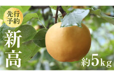 【 2025年9月下旬発送開始 】 茨城県産 梨 新高 （約 5kg ） 6～12玉 フルーツ 果物 なし ナシ 旬 新鮮 甘い 国産 ジューシー みずみずしい 先行予約