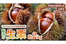 【 2025年9月中旬発送開始 】 石岡 鶴沼 の 生栗 約2kg （茨城県共通返礼品：石岡市） 栗 くり クリ マロン 栗ごはん 栗ご飯 贈答 ギフト 秋の味覚 果物 フルーツ 数量限定 旬 秋 冬 正月 国産 秋 旬 旬の栗 お菓子作り 冷凍保存 先行予約