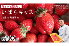 【 先行予約 】《 いばらキッス 》ちょっと訳あり イチゴ たっぷり800g バラ詰め 《 2025年2月以降発送 》（茨城県共通返礼品／常陸太田市） 訳あり いちご 苺 高糖度 甘い 加工用 生食用 ジャム 製菓用 朝採れ 新鮮 数量限定 期間限定