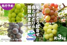 【 先行予約 】旬のぶどう詰合せ 色とりどりの種類おまかせ 約3kg(5～8房)（茨城県共通返礼品：石岡市） ぶどう シャインマスカット 巨峰 詰め合わせ 果物 フルーツ 旬 人気 産直 採れたて 新鮮 秋 国産 【 2025年9月初旬から発送開始 】