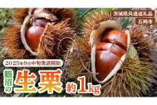 【 2025年9月中旬発送開始 】石岡 鶴沼 の 生栗 約1kg （茨城県共通返礼品：石岡市） 栗 くり クリ マロン 栗ごはん 栗ご飯 贈答 ギフト 秋の味覚 果物 フルーツ 数量限定 旬 秋 冬 正月 国産 秋 旬 旬の栗 お菓子作り 冷凍保存 先行予約