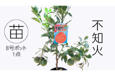 不知火の苗 8号ポット 1点 家庭 で 園芸 鉢植え 苗 庭木 果樹 ガーデニング 植物 確実園 観葉植物 インテリア 植木鉢