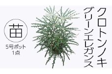 クロトンノキ グリーンエレガンス 5号ポット 1点 家庭 で 園芸 鉢植え 苗 庭木 果樹 ガーデニング 植物 確実園 観葉植物 インテリア 植木鉢