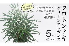クロトンノキ グリーンエレガンス 5号ポット 1点 家庭 で 園芸 鉢植え 苗 庭木 果樹 ガーデニング 植物 確実園 観葉植物 インテリア 植木鉢