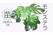 モンステラ 5号ポット 1点 家庭 で 園芸 鉢植え 苗 庭木 果樹 ガーデニング 植物 確実園 観葉植物 インテリア 植木鉢
