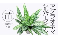 アグラオネマ シルバークイーン 5号ポット 1点 家庭 で 園芸 鉢植え 苗 庭木 果樹 ガーデニング 植物 確実園  観葉植物 インテリア 植木鉢