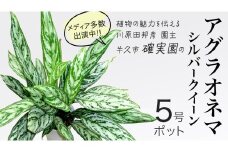 アグラオネマ シルバークイーン 5号ポット 1点 家庭 で 園芸 鉢植え 苗 庭木 果樹 ガーデニング 植物 確実園  観葉植物 インテリア 植木鉢