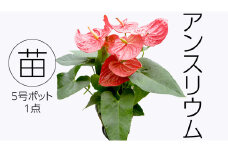 アンスリウム 5号ポット 1点 家庭 で 園芸 鉢植え 苗 庭木 果樹 ガーデニング 植物 確実園 観葉植物 インテリア 植木鉢