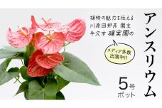 アンスリウム 5号ポット 1点 家庭 で 園芸 鉢植え 苗 庭木 果樹 ガーデニング 植物 確実園 観葉植物 インテリア 植木鉢