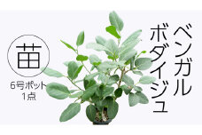 ベンガルボダイジュ 6号ポット 1点 家庭 で 園芸 鉢植え 苗 庭木 果樹 ガーデニング 植物 確実園 観葉植物 インテリア 植木鉢