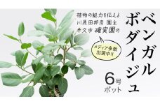 ベンガルボダイジュ 6号ポット 1点 家庭 で 園芸 鉢植え 苗 庭木 果樹 ガーデニング 植物 確実園 観葉植物 インテリア 植木鉢