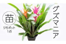 グズマニア 5号ポット 1点 家庭 で 園芸 鉢植え 苗 庭木 果樹 ガーデニング 植物 確実園 観葉植物 インテリア 植木鉢