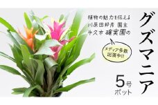 グズマニア 5号ポット 1点 家庭 で 園芸 鉢植え 苗 庭木 果樹 ガーデニング 植物 確実園 観葉植物 インテリア 植木鉢