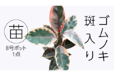 ゴムノキ 斑入り 5号ポット 1点 家庭 で 園芸 鉢植え 苗 庭木 果樹 ガーデニング 植物 確実園 観葉植物 インテリア 植木鉢