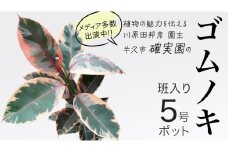 ゴムノキ 斑入り 5号ポット 1点 家庭 で 園芸 鉢植え 苗 庭木 果樹 ガーデニング 植物 確実園 観葉植物 インテリア 植木鉢