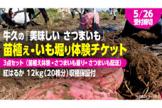 牛久 の『美味しい さつまいも』苗植え・収穫体験付【 苗植え体験 ・ さつまいも掘り ・ 配送付 】3点セット の 体験チケット ( 紅はるか 12kg収穫保証付 ) 体験 収穫 野菜 やさい 芋堀 いもほり 紅はるか