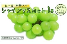 【 お中元 桐箱入り】 シャインマスカット １房 【2025年7月上旬発送開始】(茨城県共通返礼品：大子町) ぶどう 葡萄 マスカット フルーツ 果物 贈答用 ギフト 贈り物