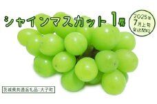 シャインマスカット １房【2025年7月上旬発送開始】(茨城県共通返礼品：大子町)　ぶどう 葡萄 ブドウ マスカット フルーツ 果物 スイーツ