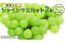 【桐箱入り】 シャインマスカット ２房 【2025年7月上旬発送開始】(茨城県共通返礼品：大子町)  ぶどう 葡萄 マスカット フルーツ 果物 贈答用 ギフト 贈り物