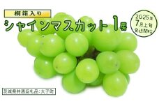 【桐箱入り】 シャインマスカット １房【2025年7月上旬発送開始】(茨城県共通返礼品：大子町)  ぶどう 葡萄 マスカット フルーツ 果物 贈答用 ギフト 贈り物