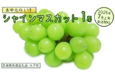 【 お中元 熨斗付き】 シャインマスカット １房 【2025年7月上旬発送開始】(茨城県共通返礼品：大子町)  ぶどう 葡萄 ブドウ マスカット フルーツ 果物 贈答用 ギフト 贈り物