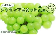 【 訳あり 】 シャインマスカット 2kg 【2025年9月上旬発送開始】(茨城県共通返礼品：大子町)  ぶどう 葡萄 マスカット フルーツ 果物 ワケあり ご自宅用 ご家庭用 自分用
