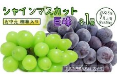 【 お中元 桐箱入り 】 シャインマスカット & 巨峰 (各１房) 【2025年7月上旬発送開始】(茨城県共通返礼品：大子町) ぶどう 葡萄 マスカット フルーツ 果物 贈答用 ギフト 贈り物