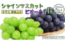 【 お中元 桐箱入り 】 シャインマスカット & ピオーネ (各１房) 【2025年7月上旬発送開始】(茨城県共通返礼品：大子町) ぶどう 葡萄 マスカット フルーツ 果物 贈答用 ギフト 贈り物