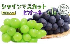 【桐箱入り】 シャインマスカット & ピオーネ (各１房)【2025年7月上旬発送開始】(茨城県共通返礼品：大子町) ぶどう 葡萄 マスカット フルーツ 果物 贈答用 ギフト 贈り物