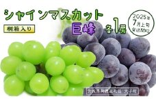 【桐箱入り】 シャインマスカット & 巨峰 (各１房)【2025年7月上旬発送開始】(茨城県共通返礼品：大子町) ぶどう 葡萄 マスカット フルーツ 果物 贈答用 ギフト 贈り物