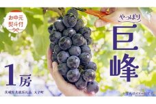 【 お中元 熨斗付き】 巨峰 １房 【2025年8月上旬発送開始】(茨城県共通返礼品：大子町) ぶどう 葡萄 ブドウ フルーツ 果物 スイーツ ギフト 贈答用 贈り物 プレゼント