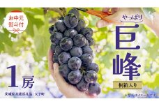 【 お中元 桐箱入り】 巨峰 １房 【2025年8月上旬発送開始】(茨城県共通返礼品：大子町) ぶどう 葡萄 ブドウ フルーツ 果物 スイーツ ギフト 贈答用 贈り物 プレゼント