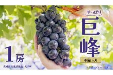 【桐箱入り】 巨峰 １房 (茨城県共通返礼品：大子町) ぶどう 葡萄 ブドウ フルーツ 果物 スイーツ ギフト 贈答用 贈り物 プレゼント