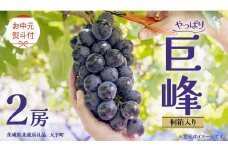 【 お中元 桐箱入り】 巨峰 ２房 【2025年8月上旬発送開始】(茨城県共通返礼品：大子町） ぶどう 葡萄 ブドウ フルーツ 果物 スイーツ ギフト 贈答用 贈り物 プレゼント
