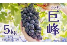 巨峰 5kg (7～9房) (茨城県共通返礼品：大子町) ぶどう 葡萄 ブドウ フルーツ 果物 スイーツ