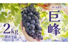 【 訳あり 】 巨峰 2kg 【2025年10月上旬発送開始】(茨城県共通返礼品：大子町) ぶどう 葡萄 ブドウ フルーツ 果物 スイーツ わけあり ワケあり ご自宅用 ご家庭用 自分用