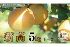 新高 約5kg (10～12玉)【2025年10月上旬発送開始】(茨城県共通返礼品：大子町) 梨 なし 果物 くだもの フルーツ にいたか
