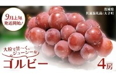 ゴルビー ４房【2025年9月上旬発送開始】(茨城県共通返礼品：大子町) ぶどう ブドウ 葡萄 果物 フルーツ 果実