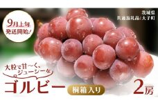 【桐箱入り】 ゴルビー ２房 【2025年9月上旬発送開始】(茨城県共通返礼品：大子町) ぶどう ブドウ 葡萄 果物 フルーツ 果実 贈答用 ギフト 贈り物 プレゼント