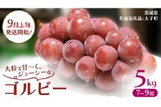 ゴルビー 5kg (7～9房)【2025年9月上旬発送開始】(茨城県共通返礼品：大子町) ぶどう ブドウ 葡萄 果物 フルーツ 果実