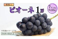 【桐箱入り】 ピオーネ １房【2025年7月上旬発送開始】(茨城県共通返礼品：大子町) ブドウ ぶどう 葡萄 ピオーネ 果物 フルーツ 果実 贈答用 贈り物 ギフト プレゼント
