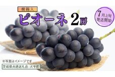 【桐箱入り】 ピオーネ ２房 【2025年7月上旬発送開始】(茨城県共通返礼品：大子町) ブドウ ぶどう 葡萄 ピオーネ 果物 フルーツ 果実 贈答用 贈り物 ギフト プレゼント