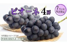 ピオーネ ４房【2025年7月上旬発送開始】(茨城県共通返礼品：大子町) ブドウ ぶどう 葡萄 ピオーネ 果物 フルーツ 果実