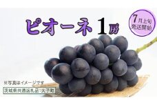 ピオーネ １房【2025年7月上旬発送開始】(茨城県共通返礼品：大子町) ブドウ ぶどう 葡萄 ピオーネ 果物 フルーツ 果実
