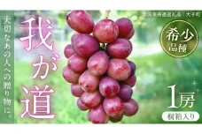 【桐箱入り】 我が道 １房【2025年9月上旬発送開始】(茨城県共通返礼品：大子町) シャインマスカット ウインク 葡萄 ブドウ ぶどう 果物 フルーツ 希少 新品種 贈答用 贈り物 ギフト プレゼント
